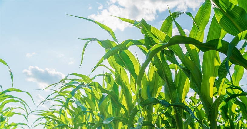 Odmiana kukurydzy na kiszonkę i ziarno LG 31.160